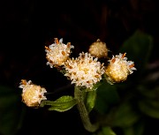 Antennaria racemosa 20-9836